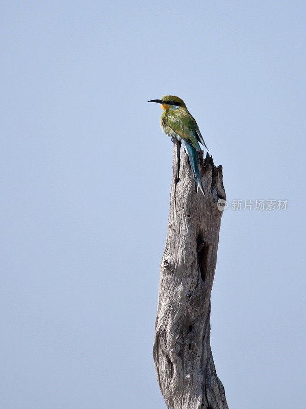 Swallow-tailed Bee-eater with copyspace - Merops hirundineus